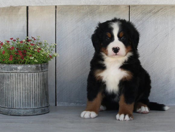 AKC Registered Bernese Mountain Dog For Sale Millersburg OH Female-Charlette