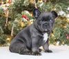 AKC Registered French Bulldog For Sale Fredericksburg OH Male-Rocky