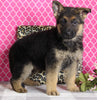 AKC Registered German Shepherd For Sale Millersburg OH Female-Beauty