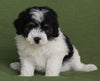 Mini Aussidoodle For Sale Fredericksburg OH -Male Sammie