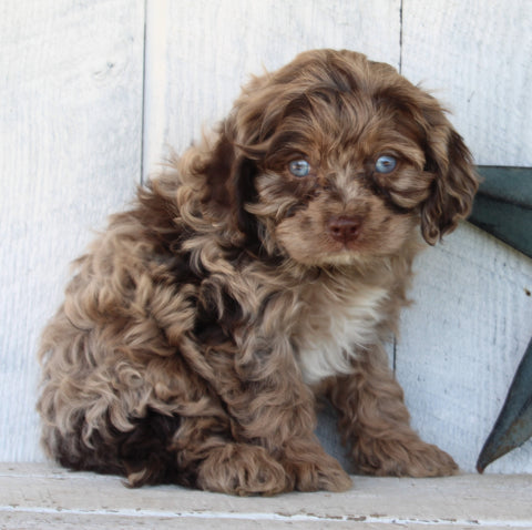 Cockapoo For Sale Millersburg OH Male-Cooper