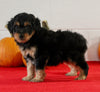 Mini Aussiedoodle For Sale Sugarcreek OH Male-Snickers