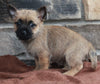 AKC Registered Cairn Terrier For Sale Millersburg OH Female-Stella