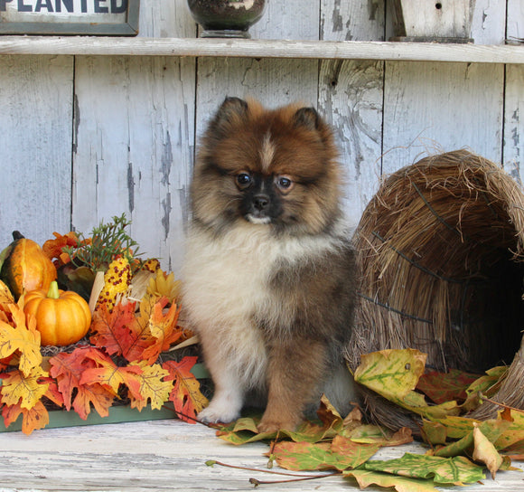 ACA Registered Pomeranian For Sale Millersburg OH Male-Jason