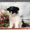 Toy Poodle For Sale Millersburg, OH Female- Kathy