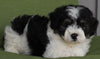 Mini Aussidoodle For Sale Fredericksburg OH -Male Sammie