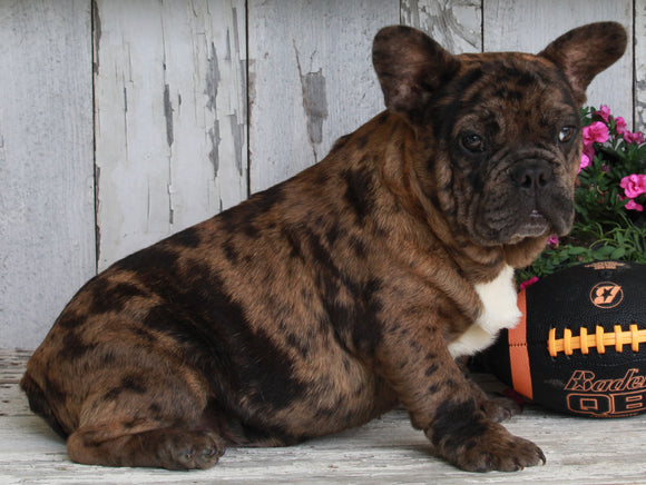 AKC Registered French Bulldog For Sale Millersburg OH -Male Baxter