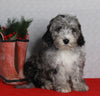 Mini Sheepadoodle For Sale Millersburg OH Female-Gina