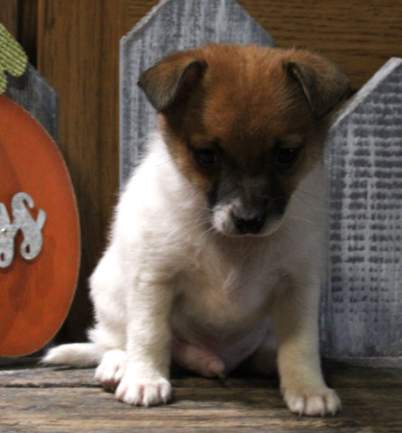 Pomeranian Mix For Sale Millersburg OH Male-Asher