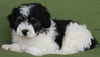 Mini Aussidoodle For Sale Fredericksburg OH -Male Sammie