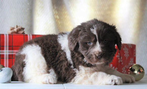 AKC Registered Newfoundland For Sale Millersburg, OH Female- Noel