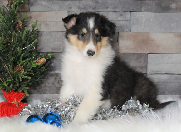 AKC Registered Collie (Lassie) For Sale Fredericksburg, OH Male- Toby