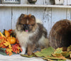 ACA Registered Pomeranian For Sale Millersburg OH Male-Jason