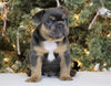 AKC Registered French Bulldog For Sale Fredericksburg OH Male-Winston