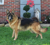 AKC Registered German Shepherd For Sale Millersburg OH Female-Xana
