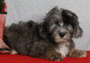 Mini Sheepadoodle For Sale Millersburg OH Female-Gloria