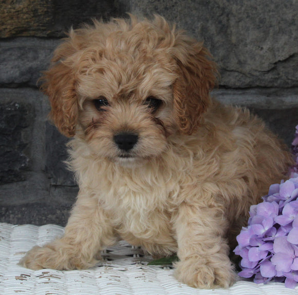 Cavapoo Puppy For Sale Holmesville OH Male-Mason