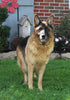 AKC Registered German Shepherd For Sale Millersburg OH Female-Xana