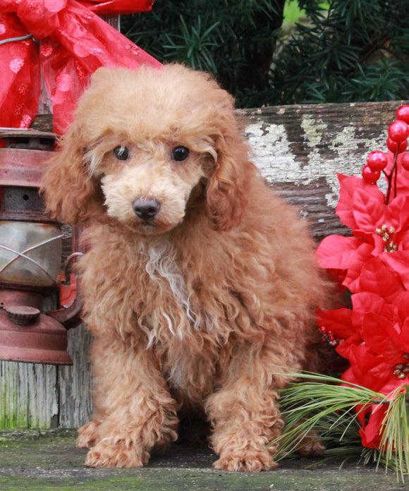 AKC Registered Mini Poodle For Sale Millersburg OH Male-Evan