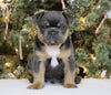 AKC Registered French Bulldog For Sale Fredericksburg OH Male-Winston