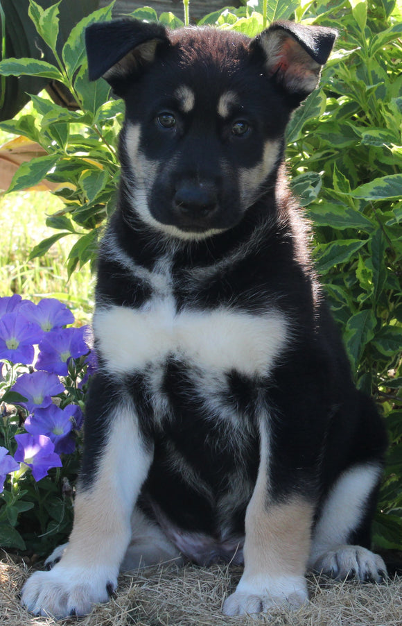 German Shepherd Siberian Husky Mix For Sale Millersburg OH Male-Daryl