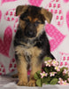 AKC Registered German Shepherd For Sale Millersburg OH Female-Bethany