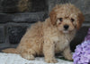 Cavapoo Puppy For Sale Holmesville OH Male-Mason