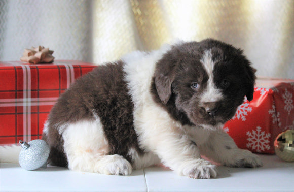 AKC Registered Newfoundland For Sale Millersburg, OH Male- Rudolph