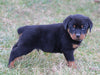AKC Registered Rottweiler For Sale Sugarcreek OH Male-Tyson