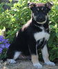 German Shepherd Siberian Husky Mix For Sale Millersburg OH Male-Daryl