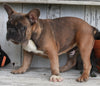 AKC Registered French Bulldog For Sale Millersburg OH-Male Jackson
