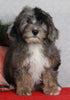 Mini Sheepadoodle For Sale Millersburg OH Female-Gloria