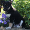 German Shepherd Siberian Husky Mix For Sale Millersburg OH Male-Daryl