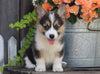 AKC Registered Pembroke Welsh Corgi For Sale Millersburg, OH Female- Jody