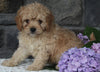 Cavapoo Puppy For Sale Holmesville OH Male-Mason