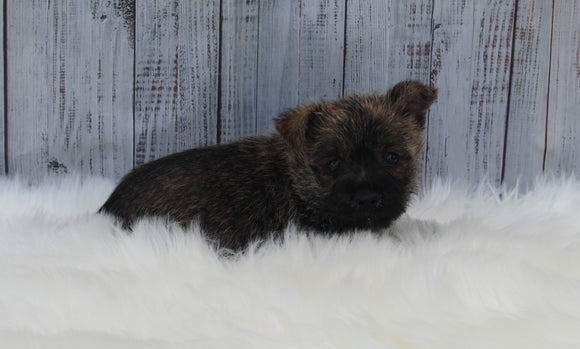 AKC Registered Cairn Terrier For Sale Millersburg OH Female-Anita