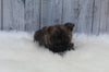 AKC Registered Cairn Terrier For Sale Millersburg OH Female-Anita
