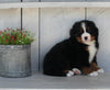 AKC Registered Bernese Mountain Dog For Sale Millersburg OH Female-Kia