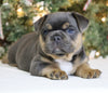 AKC Registered French Bulldog For Sale Fredericksburg OH Male-Winston