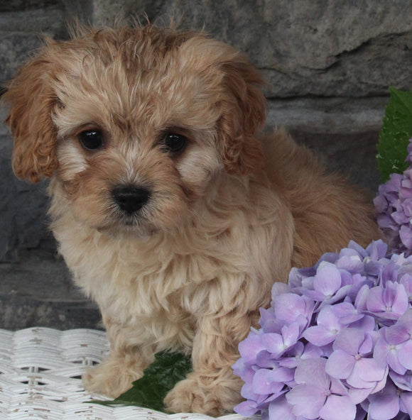 Cavapoo Puppy For Sale Holmesville OH Female-Maggie