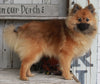 ACA Registered Pomeranian For Sale Millersburg OH-Male Teddy