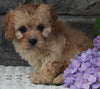 Cavapoo Puppy For Sale Holmesville OH Female-Maggie
