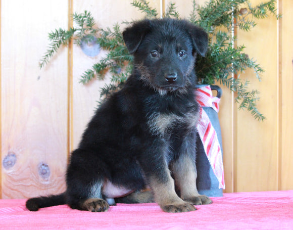 AKC Registered German Shepherd For Sale Millersburg, OH Female- Erika