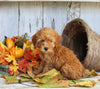 AKC Registered Toy Poodle For Sale Millersburg OH Male-Teddy