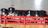 Litter Of Border Collie Australian Shepherd Mix For Sale Millersburg OH
