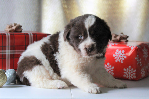 AKC Registered Newfoundland For Sale Millersburg, OH Male- Snowy