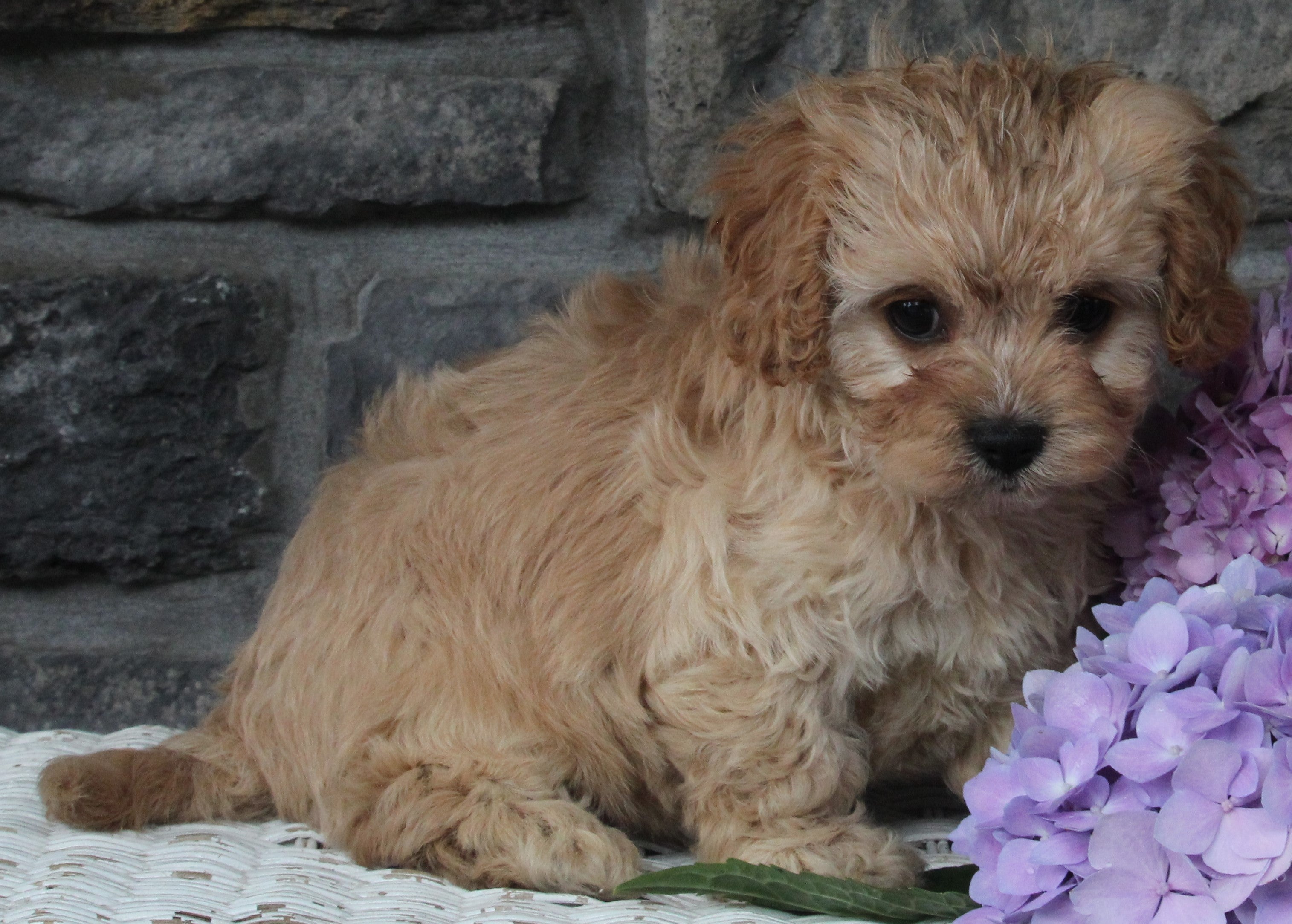 Maggie Cavapoo Cavapoo Puppy For Sale Holmesville OH Female-Maggie – AC Puppies LLC
