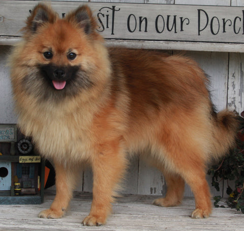 ACA Registered Pomeranian For Sale Millersburg OH-Male Teddy