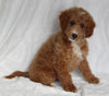 F1BB Mini Goldendoodle For Sale Sugarcreek OH Male-Paddy