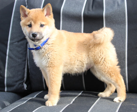 AKC Registered Shiba Inu For Sale Dundee OH Male-Toby